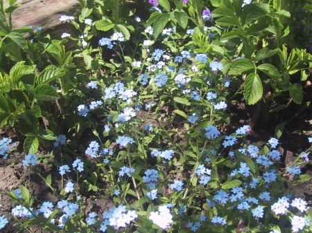 ?? Little Blue Flowers ??